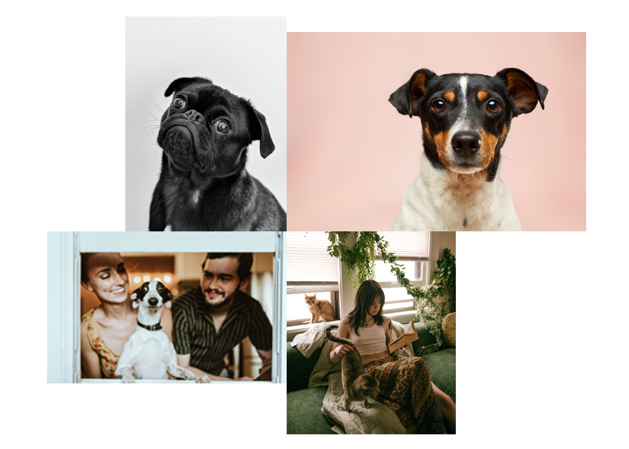 A collage of dogs cats and people